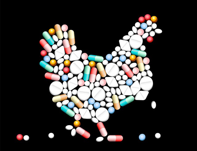  Lạm dụng kháng sinh trong chăn nuôi gây ra nhiều vấn đề y tế phức tạp, điển hình là sự gia tăng của vi khuẩn kháng kháng sinh 