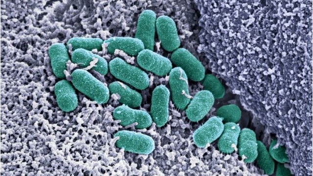  Các nhà khoa học vừa tạo ra vi khuẩn mang các nucleotide ngoài hành tinh 