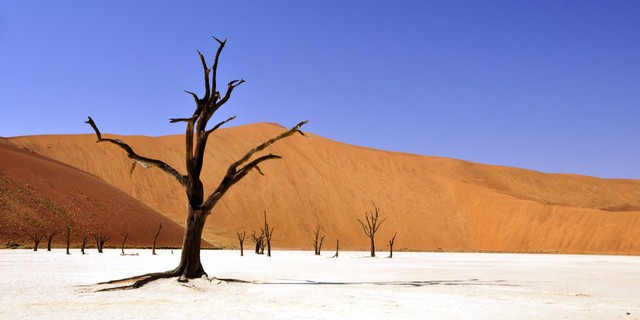  Deadvlei hay còn gọi là “nghĩa địa cây khô” ở Namibia là một vùng đất “chết chóc” kỳ lạ với hàng trăm cây keo chết khô nhìn như những bộ xương người nổi trên đụn cát trắng. 