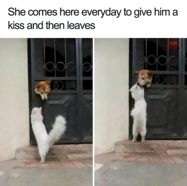  Không được ra khỏi nhà, chú chó được cô mèo này tới thăm mỗi ngày bằng một cái hôn 