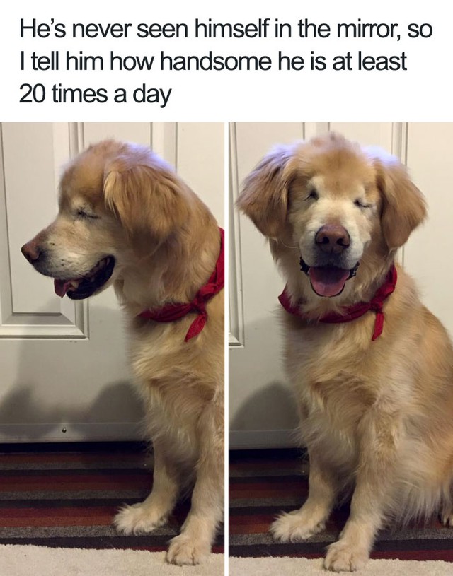  Chú chó này không may bị mù, người chủ luôn khen chú... đẹp trai 20 lần mỗi ngày 