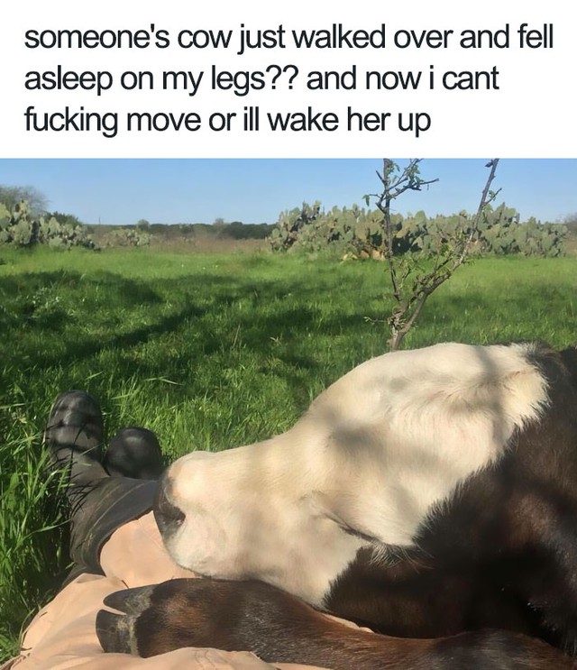  Con bò này vô tư tới mức đến ngủ luôn trên chân một người lạ! 