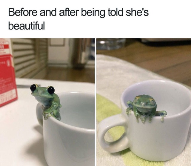  Em ếch này cười tít mắt sau khi được khen xinh 