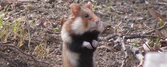  Những chú chuột dễ thương này sẽ sớm tuyệt chủng nếu chúng ta không có động thái sớm nhằm khôi phục sự đa dạng sinh thái. 