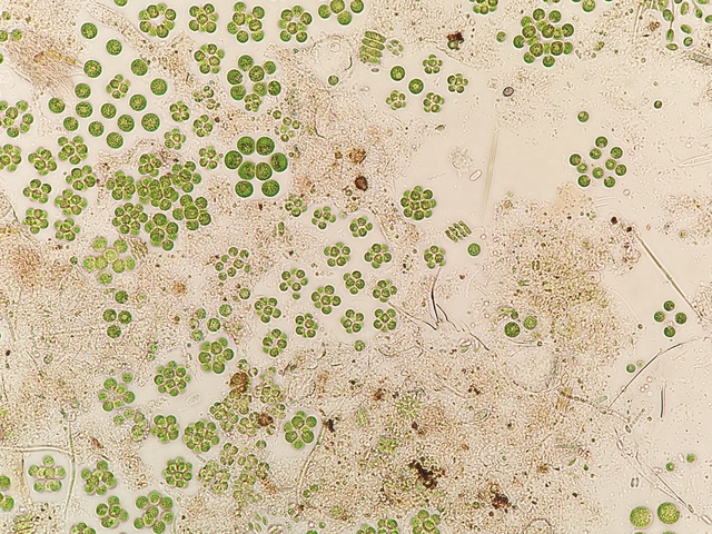  Tảo Sphaerocystis có thể sống được trong không gian, nó sẽ sản xuất oxy và protein 