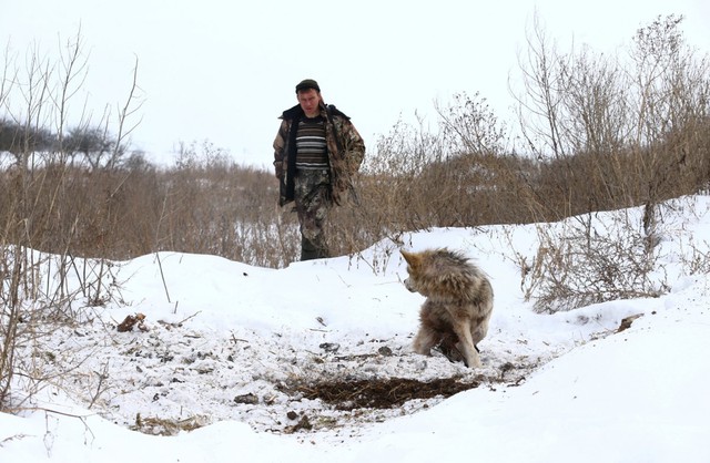 
Trong năm 2016, có khoảng 1.700 con sói đã bị săn bắn và giết hại.
