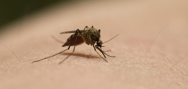  Siêu ký sinh trùng sốt rét lây lan mạnh ở Đông Nam Á, các nhà khoa học cảnh báo 