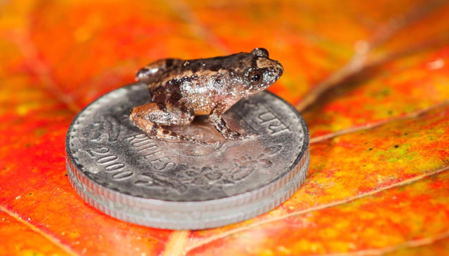 Loài ếch Nyctibatrachus robinmoorei