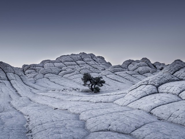  10. Tác phẩm: Lonely Tree. Nhiếp ảnh gia: Tom Jacobi (Đức). Hạng: Chuyên nghiệp. Thể loại: Quang cảnh 
