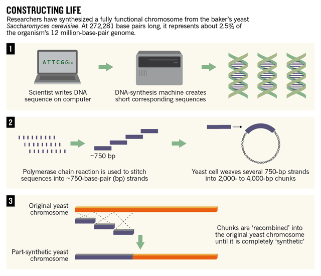  Quá trình tạo ra một nhiễm sắc thể nấm men, từ xây dựng trình tự trên máy tính, tới lắp ráp các đoạn vật chất di truyền ngoài đời thực 