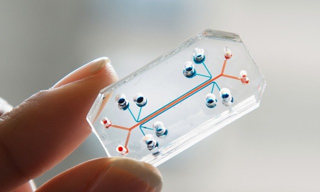  Đây là một con chip nhựa, nhưng nó hoạt động như một lá phổi 
