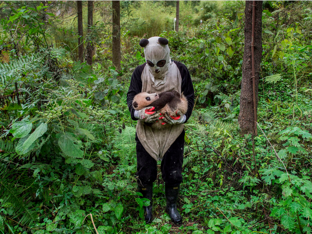  31. Tác phẩm: Pandas Gone Wild. Nhiếp ảnh gia: Ami Vitale (Mỹ). Hạng: Chuyên nghiệp. Thể loại: Thiên nhiên 