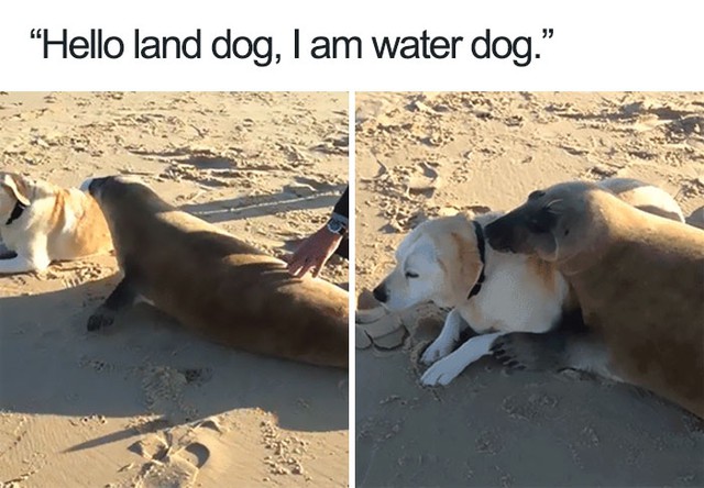  Xin chào chó trên cạn, anh là chó dưới nước đây 