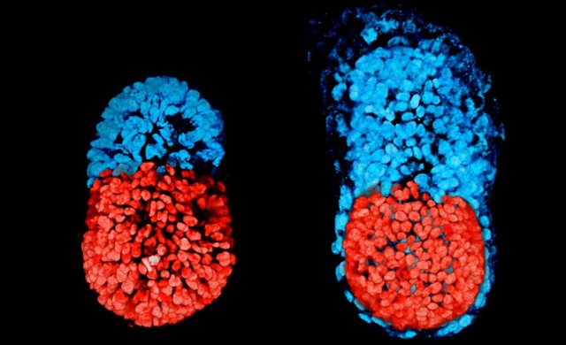  Bên trái là phôi thai cách giai đoạn phát triển túi mầm 96 tiếng, bên phải là chỉ còn cách 48 tiếng. Phần màu đỏ là bào thai đang phải triển, phần màu xanh sẽ dần dần phát triển thành nhau thai. 