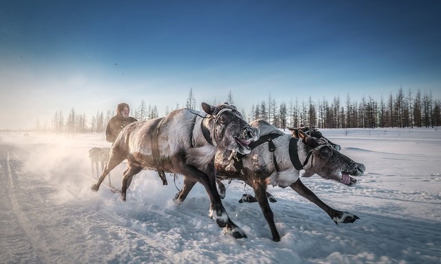  Bức ảnh chụp một người Nenet ở vùng Siberia, Nga sử dụng tuần lộc và xe trượt tuyết để di chuyển trên lớp tuyết dày. Ảnh: Kamil Nureev 