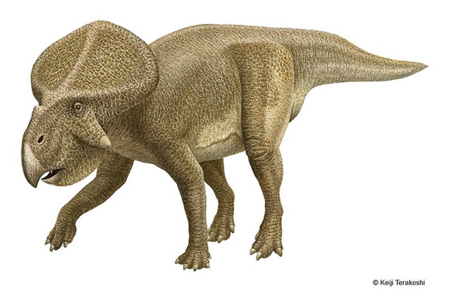Loài Protoceratops