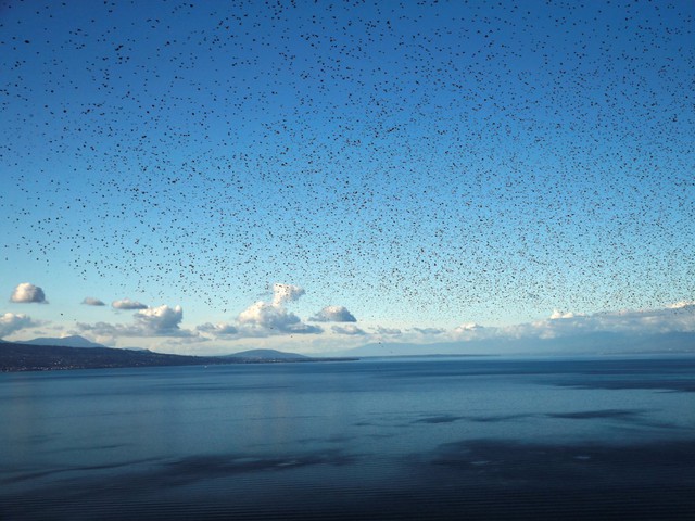  Một đàn chim sáo bay qua Hồ Leman ở Lavaux, Thụy Sĩ. 