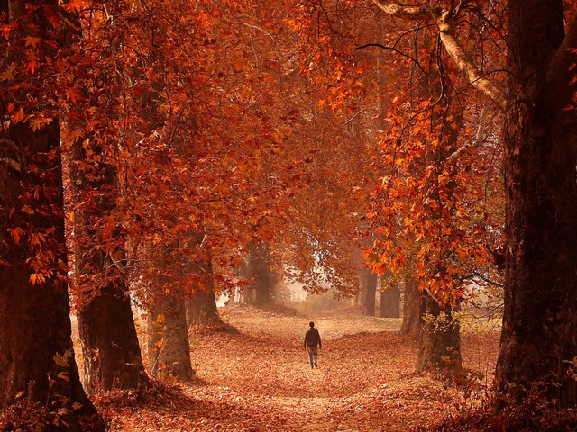  Một người đàn ông đi bộ qua một khu vườn vào mùa thu ở Srinagar, Kashmir. 
