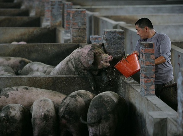  Trung Quốc cấm dùng kháng sinh mạnh nhất làm phụ gia thức ăn chăn nuôi, nhưng các chuyên gia nói đã quá muộn 