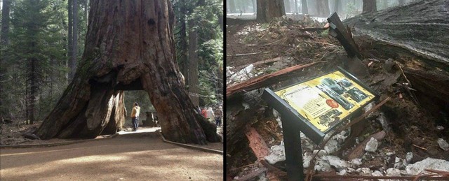  Pioneer Cabin Tree 1.000 năm tuổi vừa bị đánh bật gốc hồi tháng Giêng vừa rồi. 