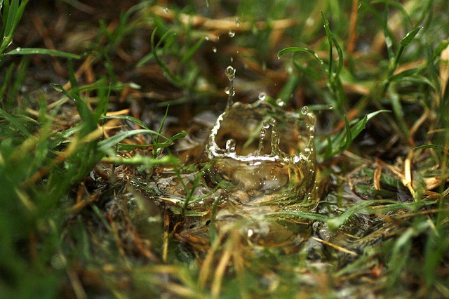  Những cơn mưa hàng năm có thể nhấc 800.000 nghìn tỷ vi khuẩn khỏi mặt đất, và gửi chúng vào không khí 