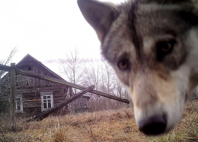  Các nhà khoa học tìm ra rằng số lượng của loài sói ở đây gấp tới 7 lần những khu vực lân cận. 