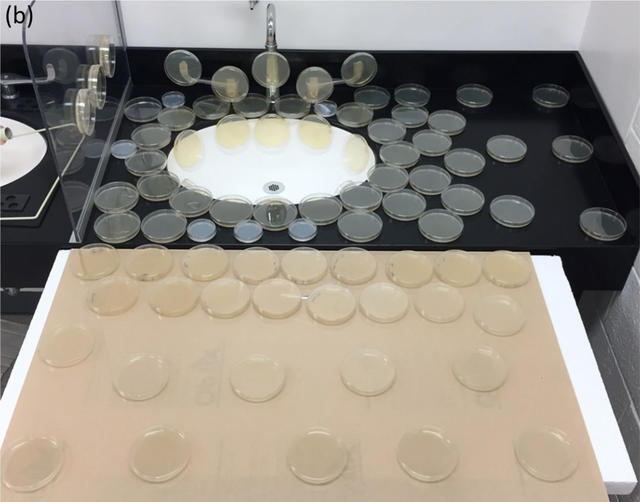  Các đĩa thạch được đặt quanh bồn rửa để xem vi khuẩn có thể lan tới đâu 