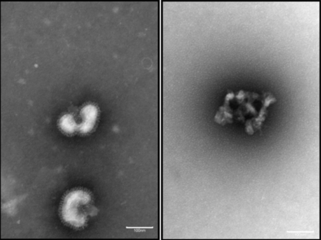  Virus cúm (nguyên vẹn phía bên trái) bị vỡ tan (phải) sau khi tiếp xúc với urumin 