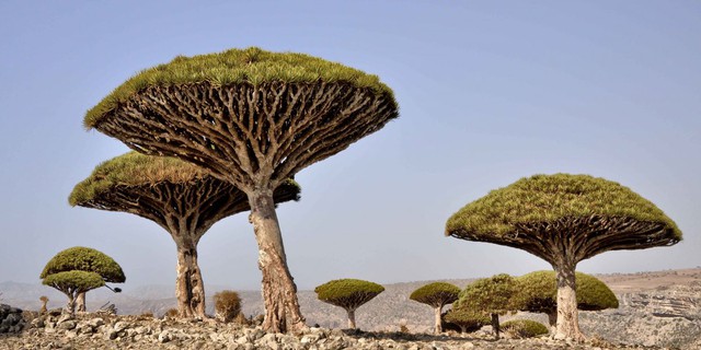  Đảo Socotra, nằm ngoài Yemen được coi là ngôi nhà của loài cây hút máu Dragon kì dị. Trên thực tế, 1/3 số loài thực vật sống tại đây không hề xuất hiện ở bất cứ nơi nào khác trên hành tinh. 