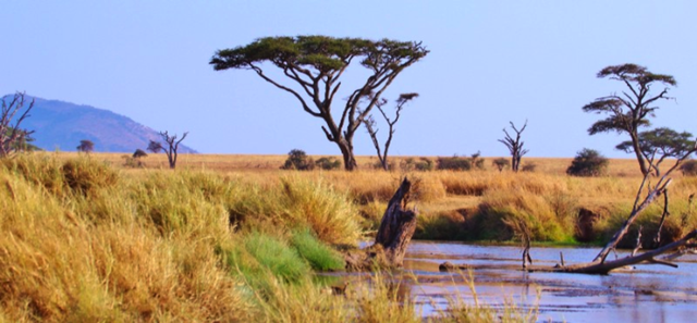  Một vùng đồng cỏ khô hạn ở Tanzania 