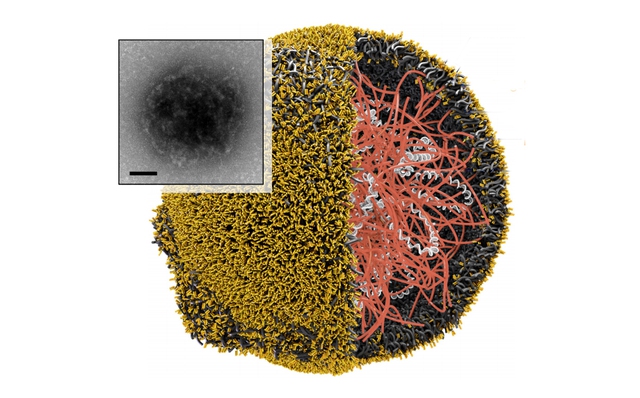 Các hạt nano được sử dụng trong điều trị ung thư bạch cầu ở chuột