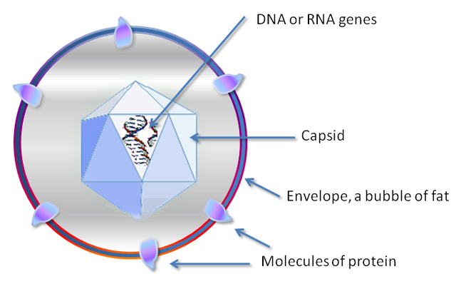  Cấu trúc của virus cực kỳ đơn giản: chỉ cần một lõi DNA hoặc RNA với vỏ capsid là bạn đã có một virus 