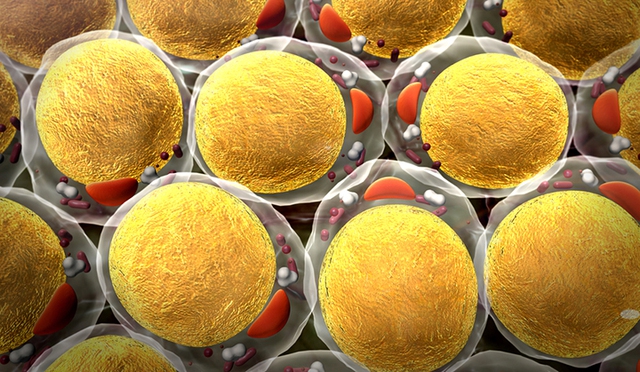  Nỗi ám ảnh với người béo: Số lượng tế bào mỡ chỉ tăng lên chứ không bao giờ giảm đi 
