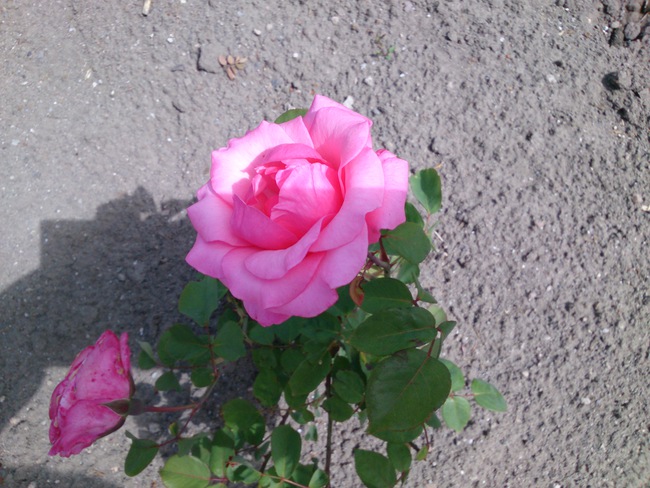 Đ&aacute;nh gi&aacute; Sony Xperia Tablet Z: Xứng danh anh t&agrave;i 23