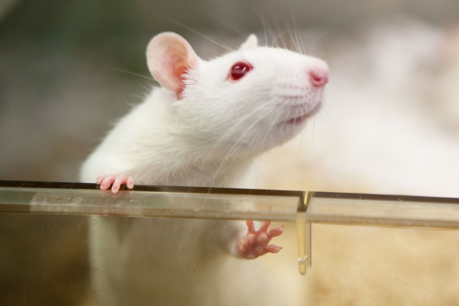  Có dữ liệu trên chuột chỉ ra mối liên hệ giữa bức xạ điện thoại di động và sự phát triển của hai loại ung thư: ung thư não và một loại ung thư trong tim 
