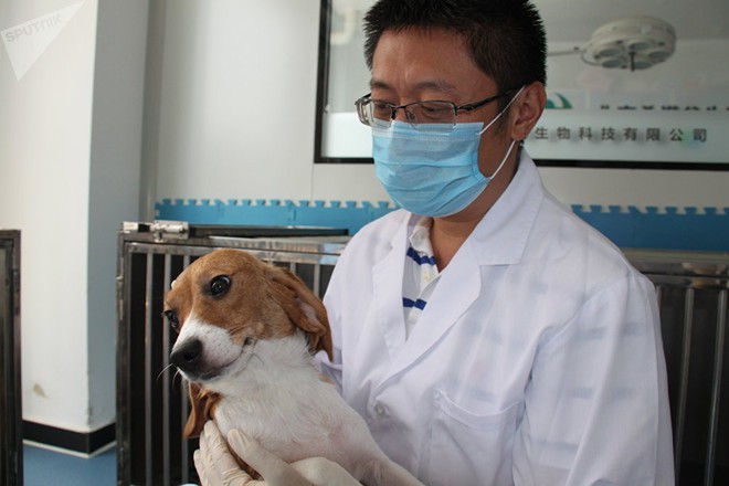  Trung Quốc đang nhân bản chó biến đối gen để phục vụ mục đích y học 