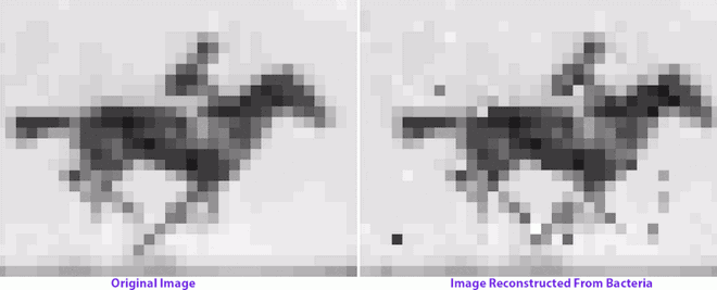 Hình ảnh gốc (bên trái) và hình ảnh được mã hóa trong DNA vi khuẩn (bên phải)