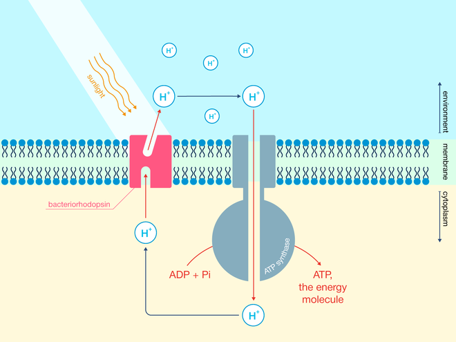  Bằng cách sử dụng năng lượng của proton (H ), các nhà khoa học tạo ra phân tử mang năng lượng ATP từ ADP (adenosine diphosphate) và Pi (phosphate vô cơ). Lớp chất béo được hiển thị với màu xanh. 