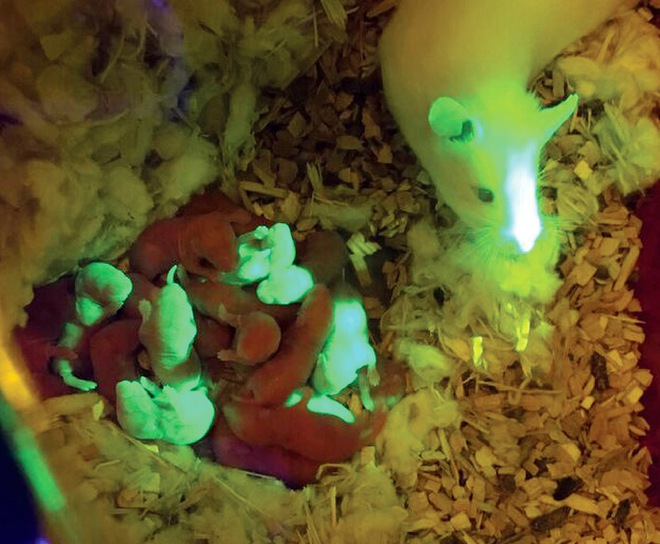  Lứa chuột đầu tiên được sinh ra bởi chuột mẹ có buồng trứng in 3D 