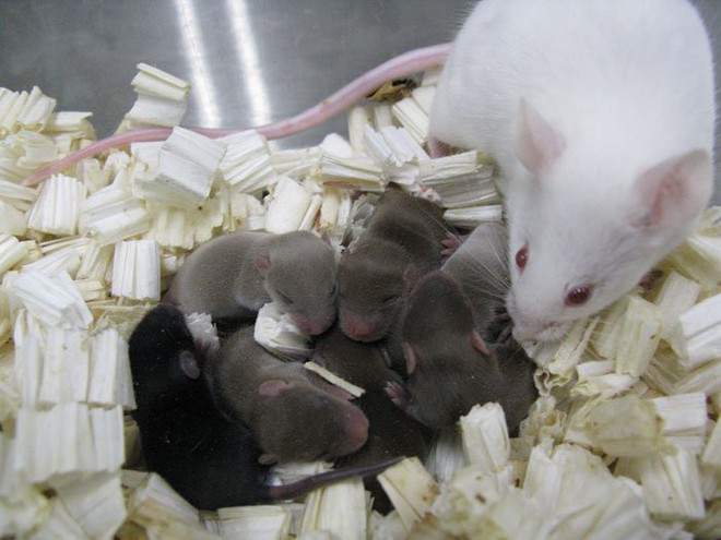  Đây là lứa chuột non khỏe mạnh vừa được sinh ra từ tinh trùng lưu trữ trên trạm ISS 