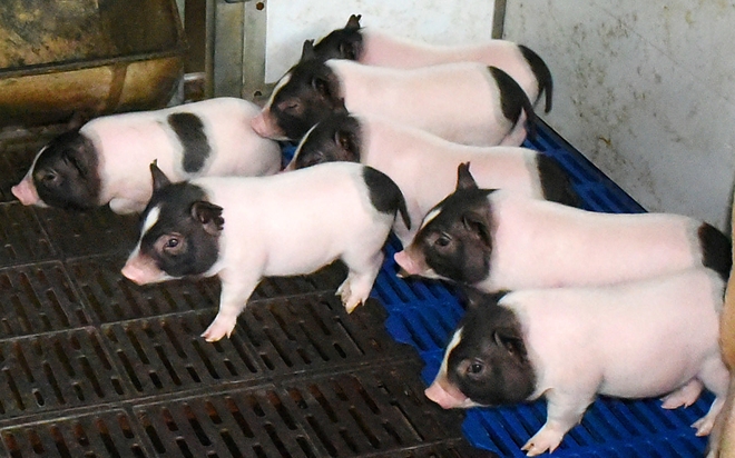  Các nhà khoa học Trung Quốc cấy gen chuột vào lợn khiến thịt của chúng nạc hơn 