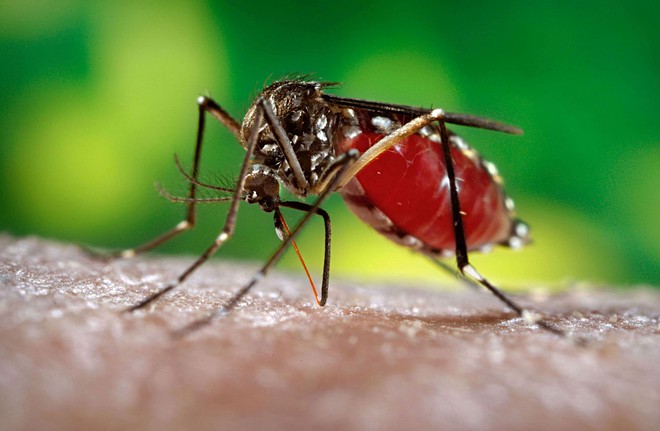 
Nguy cơ một dịch bệnh bùng phát với muỗi là rất lớn

