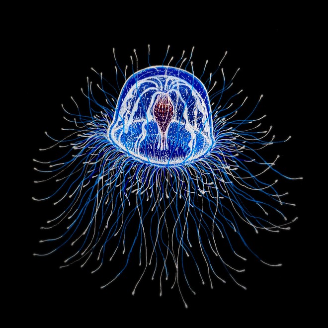  Turritopsis nutricula, loài sứa bất tử có khả năng đảo ngược quá trình phát triển của tế bào 