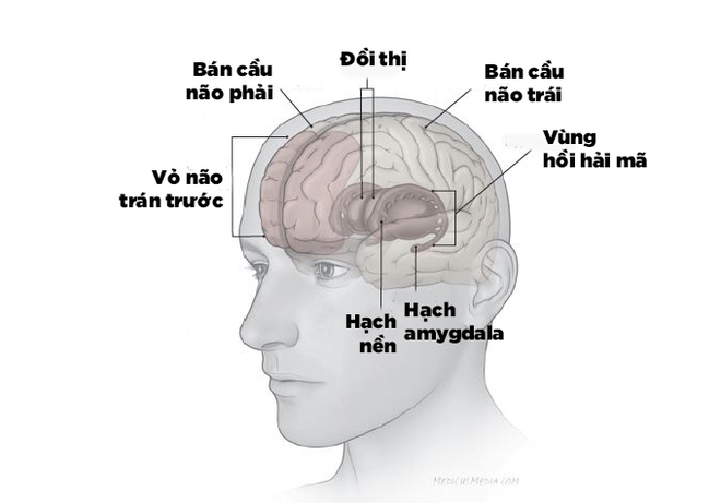  Các khu vực não bộ bị ảnh hưởng bởi trầm cảm 