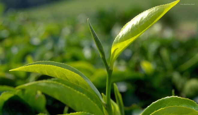  Camellia sinensis, cây chè là nguồn gốc chung của tất cả các loại trà 