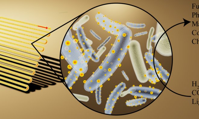  Vi khuẩn cyborg có thân sinh học và một lớp các tinh thể nano bao phủ bên ngoài 