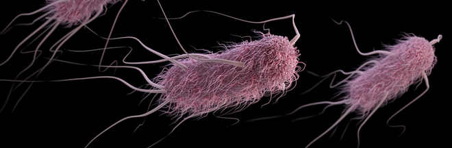  Vi khuẩn E. coli thông thường 