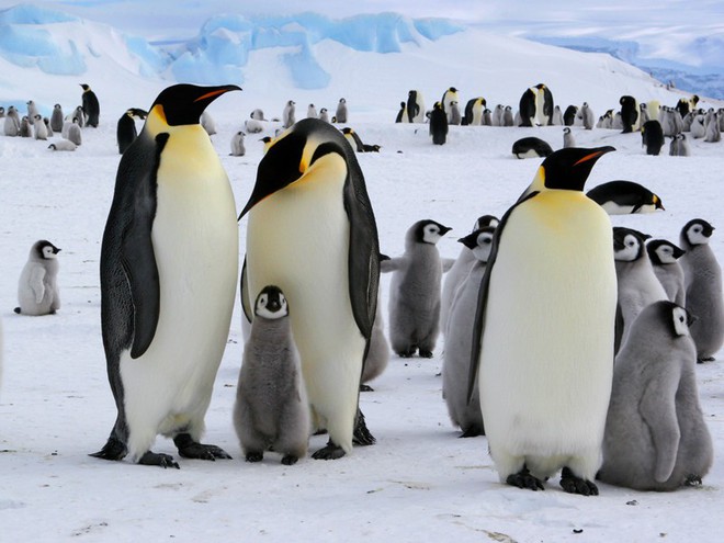 Phát hiện ra loài chim cánh cụt còn cao hơn chiều cao trung bình người Việt Nam, từng thống trị bờ biển New Zealand - Ảnh 2.