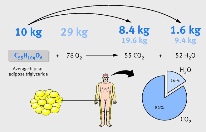 
Hầu hết khối lượng chất béo được thở ra dưới dạng khí carbonic
