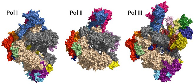  Ức chế enzyme Pol III có thể giúp một số loài tăng tuổi thọ 